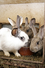 Image showing rabbits