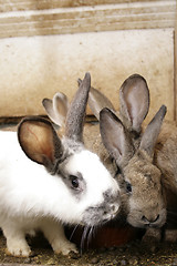 Image showing rabbits