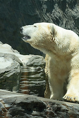 Image showing ice bear