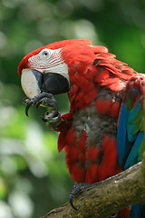 Image showing red ara bird