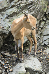 Image showing chamois