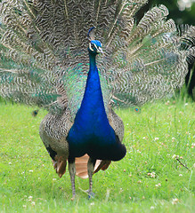 Image showing peacock 