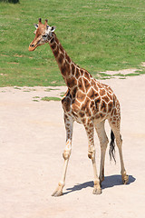 Image showing giraffe