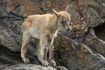 Image showing small chamois