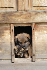 Image showing cat and dog are friends