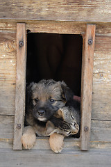 Image showing cat and dog are friends