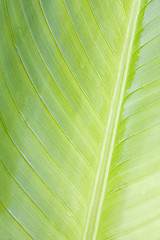 Image showing Close-up of a tropical plant