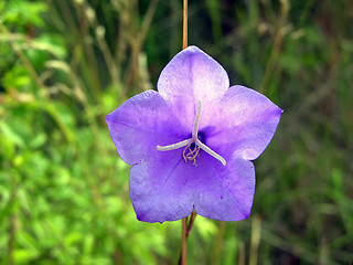 Image showing Flower 6