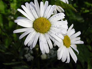 Image showing Flower 3