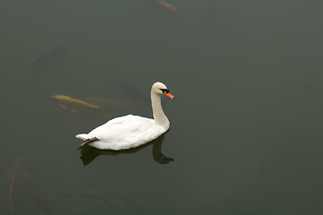 Image showing White goose