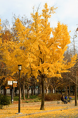 Image showing Gingko