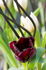 Image showing Tulip flower