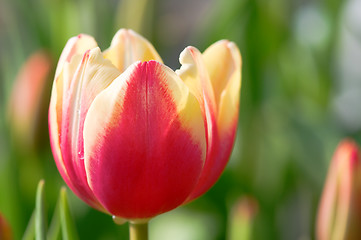 Image showing Single tulip flower