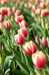 Image showing Red tulip flowers