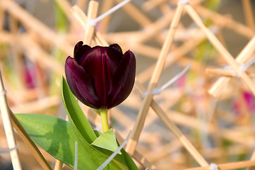 Image showing Tulip flower