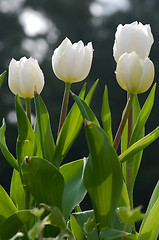 Image showing Red tulip flowers