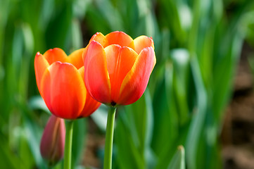 Image showing Red tulip flowers