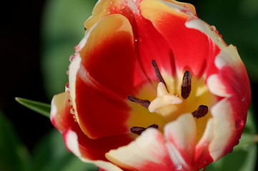 Image showing Close up of tulip flower