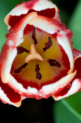 Image showing Close up of tulip flower