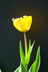 Image showing Single tulip flower