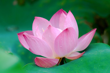 Image showing Lotus flower