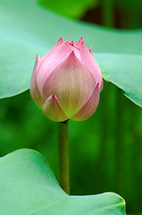 Image showing Lotus flower