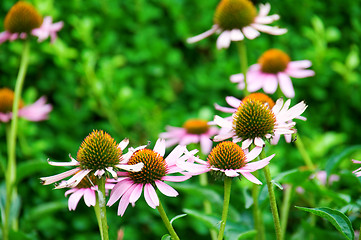 Image showing Pink marguerite flowers