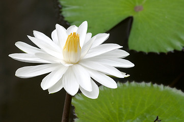 Image showing White water lilies