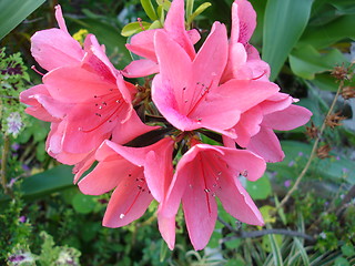 Image showing Purple FLower