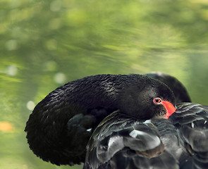 Image showing Black swan (Cygnus atratus) peep