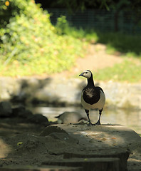 Image showing Goose