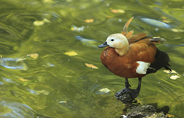 Image showing Ruddy Shelduck (Tadorna ferruginea)