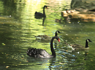 Image showing Group of birds