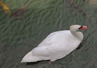 Image showing Swan and fishes