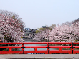 Image showing Spring canal