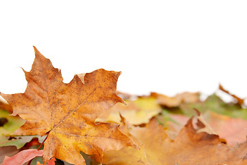 Image showing Colorful autumnal leaves