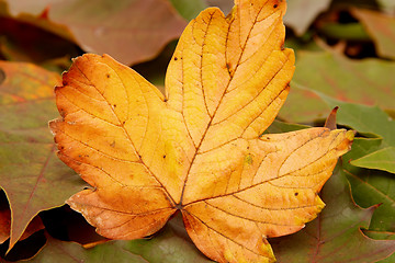 Image showing Colorful autumnal leaves