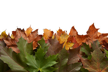 Image showing Colorful autumnal leaves