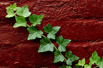 Image showing Green Ivy