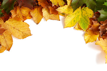 Image showing Colorful autumnal leaves