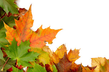 Image showing Colorful autumnal leaves