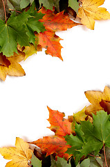 Image showing Colorful autumnal leaves