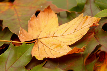 Image showing Colorful autumnal leaves