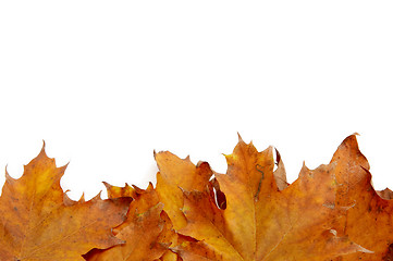 Image showing Colorful autumnal leaves