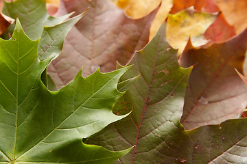 Image showing Colorful autumnal leaves