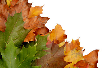 Image showing Colorful autumnal leaves