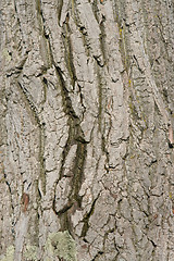 Image showing bark texture