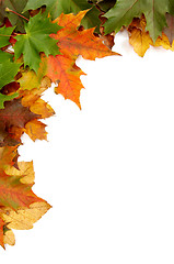 Image showing Colorful autumnal leaves