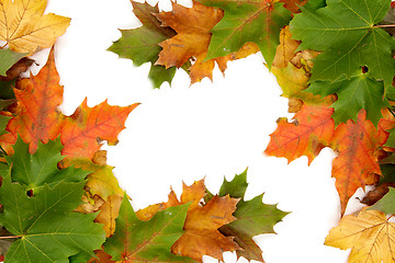 Image showing Colorful autumnal leaves