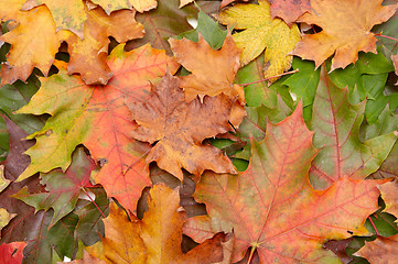 Image showing Colorful autumnal leaves